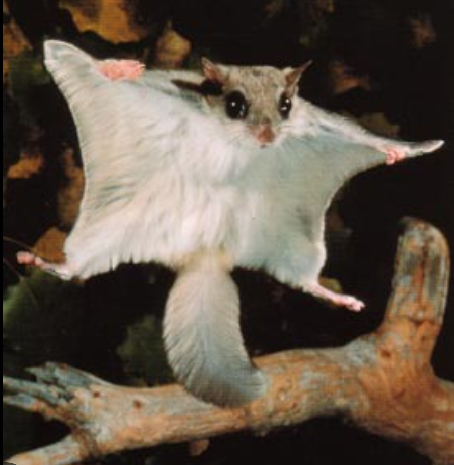 flying squirrel