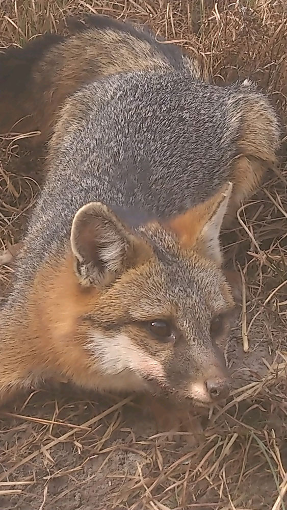 fox