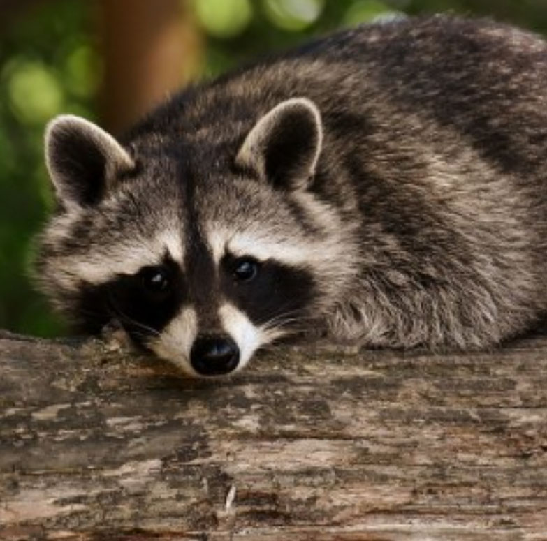 raccoon