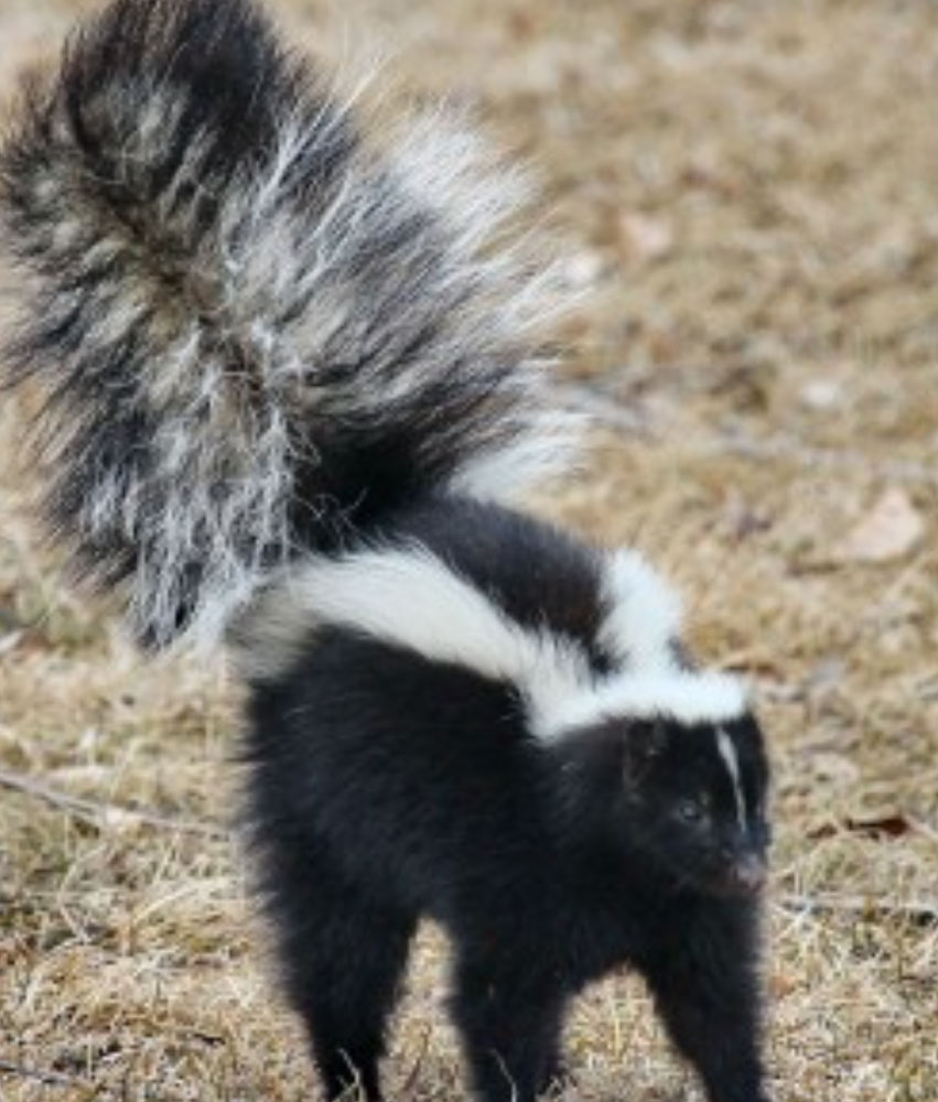 skunk