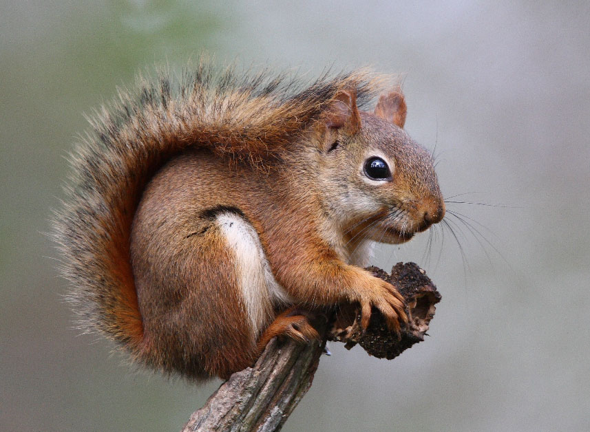 squirrel