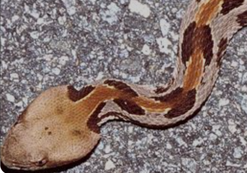 copperhead